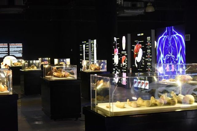 Exposición de cuerpos humanos estará en Santo Domingo hasta octubre