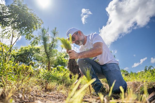 Colchonería La Nacional realiza tercera jornada de reforestación