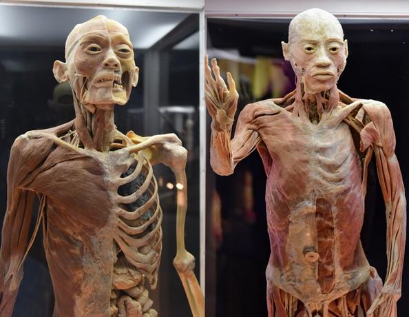 Exposición de cuerpos humanos estará en Santo Domingo hasta octubre