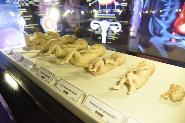 Exposición de cuerpos humanos estará en Santo Domingo hasta octubre