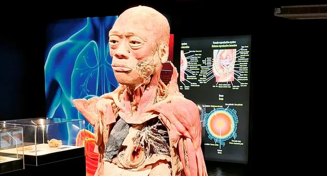 Extienden exposición “BODIES cuerpos humanos reales”